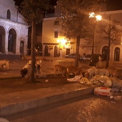 cani randagi banchettano nel centro storico