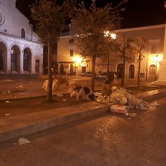 cani randagi banchettano nel centro storico