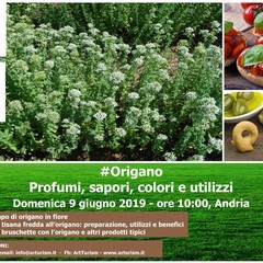 Origano profumi sapori colori e utilizzi