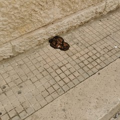 Mancata raccolta rifiuti in via Eritrea: la storia si ripete