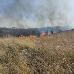 oltre 300 ettari vanno in fumo tra Minervino murge ed Andria