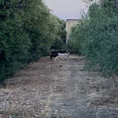 Cagnolino ferito da branco di randagi nella "terra di nessuno" della zona Pip