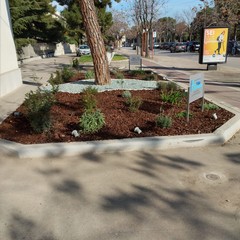 un piccolo orto botanico in viale Gramsci