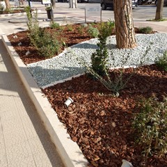 un piccolo orto botanico in viale Gramsci