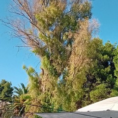 albero pericolante Andria