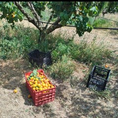Sventato furto di albicocche ad Andria