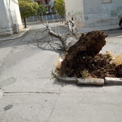 Cade grosso alianto in via Achille Grandi: sfiorata tragedia