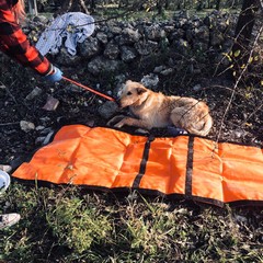 Cane investito salvato dalla Polizia Locale