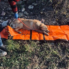 Cane investito salvato dalla Polizia Locale