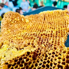 ogni ape conta alla scuola Vaccina di Andria