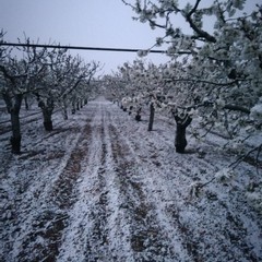 gelate in agricoltura