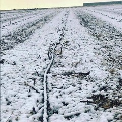 gelate in agricoltura