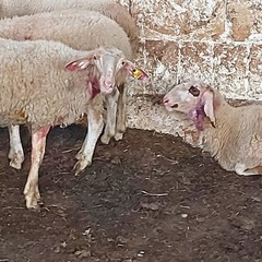 centinaia le pecore e capre sgozzate