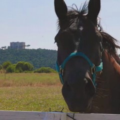Linea verde estate torna a Castel del Monte ed Andria