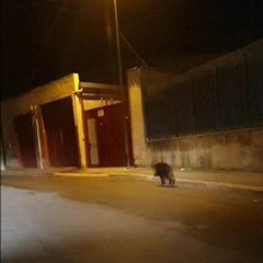 Grosso cinghiale avvistato alla periferia di Andria