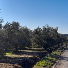 Traffico in tilt sull'Andria Canosa di Puglia causa il protrarsi dei lavori in corso