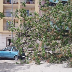 viale Olanda: grosso albero si schianta su una autovettura in sosta