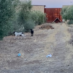 Cagnolino ferito da branco di randagi nella "terra di nessuno" della zona Pip