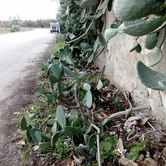 Via Stazio zona Pip