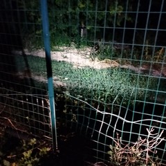 Tentativo di furto in un campo fotovoltaico tra i territori di Andria e Barletta