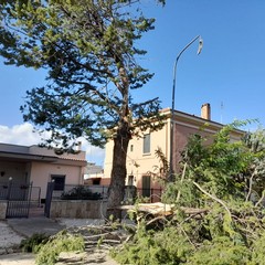 albero si schianta a Montegrosso sulla strada per Castel del Monte