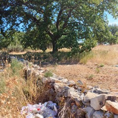Santa Barbara: ultimi lembi di un bosco di querce maestose