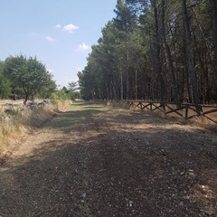 Pineta di Finizio