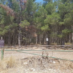 Pineta di Finizio