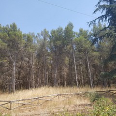 Pineta di Finizio