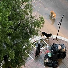 avvistati cani di grossa taglia che banchettano vicino ai bustoni dei rifiuti