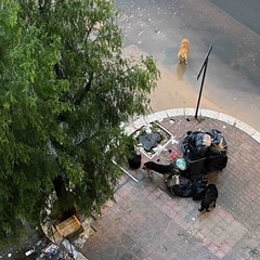 avvistati cani di grossa taglia che banchettano vicino ai bustoni dei rifiuti