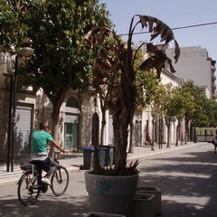 C so Cavour JPG