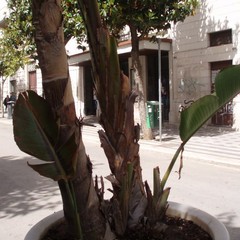 C so Cavour JPG