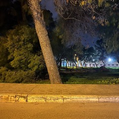 un altro albero nella pineta della Villa comunale