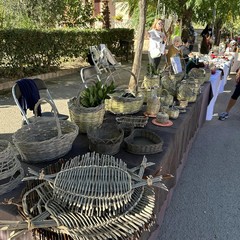 7^ edizione della Camminata tra gli Olivi