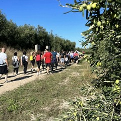 7^ edizione della Camminata tra gli Olivi