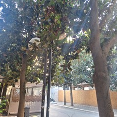 scarsa luminosità a causa delle magnolie presenti
