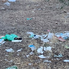 Cagnolino ferito da branco di randagi nella "terra di nessuno" della zona Pip