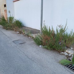 Cagnolino ferito da branco di randagi nella "terra di nessuno" della zona Pip