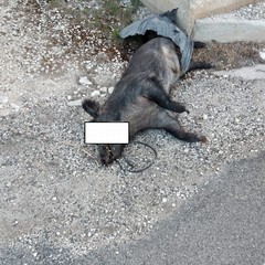 Carogna di cinghiale da giorni sulla strada per Castel del Monte