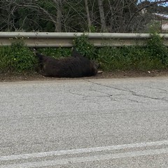 Rinvenuta carcassa di cinghiale in territorio di Andria