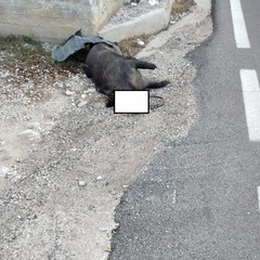 Carogna di cinghiale da giorni sulla strada per Castel del Monte