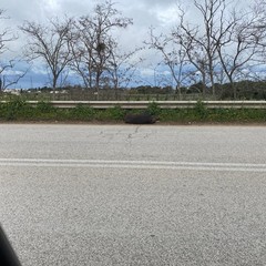 Rinvenuta carcassa di cinghiale in territorio di Andria