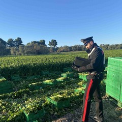 Controlli aziende agricole JPG