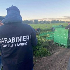 Controlli aziende agricole JPG