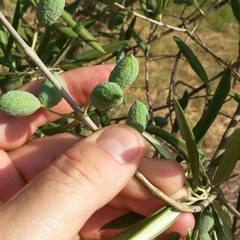 effetti della siccità sulle produzioni agricole