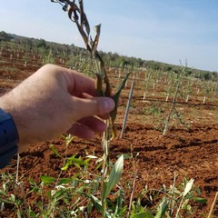invasione in città e campagne di cicale e di cimici