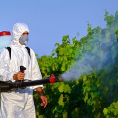 disinfestazione processionaria
