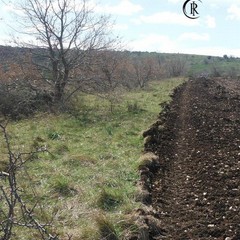 Alta Murgia, terreno abusivamente convertito a mandorleto
