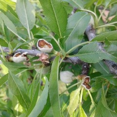 Grandinata in alcune contrade dell'agro di Andria: si temono danni alle colture